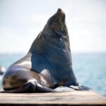 3-Hour Dolphin and Seal Sightseeing Cruise, operated with swim tour passengers - Breaking Down the Experience