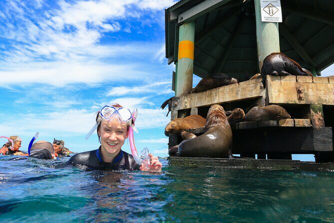 3 hour Dolphin and Seal Swim (NOV-APR) - Who Should Consider This Tour?