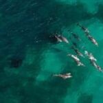 3 Island Wildlife Snorkel - Practical Considerations