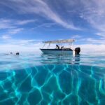 3h dolphin and snorkeling tour in a wild lagoon with Mobydick - What the Reviews Say