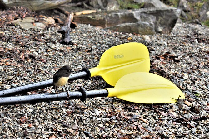 4-hour Lake Mapourika Kayak and Hike adventure, with Okarito Kiwi Sanctuary - The Value of This Tour