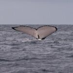 4 Hours of Humpback Whale Watching in Tahiti - A Deep Dive into the Whale-Watching Experience