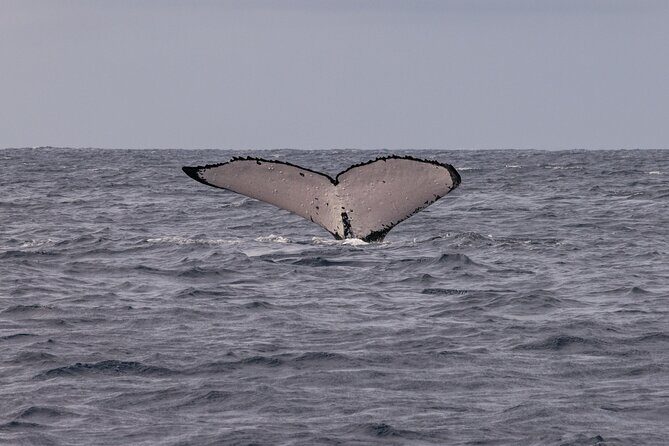 4 Hours of Humpback Whale Watching in Tahiti - A Deep Dive into the Whale-Watching Experience