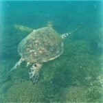 4H Snorkeling and Fishing Cruise on Magnetic Island - An In-Depth Look at the Magnetic Island Snorkeling and Fishing Tour