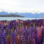 5-Day South Island Tour from Christchurch - Detailed Experience Analysis