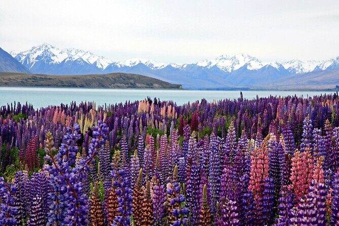 5-Day South Island Tour from Christchurch - Detailed Experience Analysis