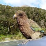 5 Day South Island Tour from Queenstown including Stewart Island - The True Value of This Tour