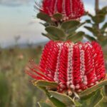 5 Days Walking with Wildflowers - Fitzgerald Biosphere - What’s Included and What’s Not