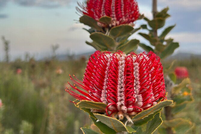 5 Days Walking with Wildflowers - Fitzgerald Biosphere - What’s Included and What’s Not