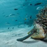 5 Night Ningaloo Reef Ningaloo Escape from Coral Bay - What’s Included and What’s Not