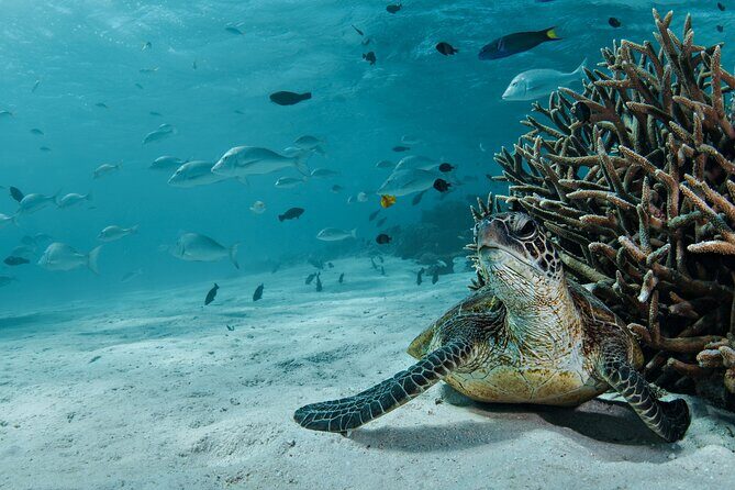 5 Night Ningaloo Reef Ningaloo Escape from Coral Bay - What’s Included and What’s Not