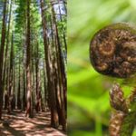 6.5 hour Small-Group Rotorua Naturally Shore Excursion - Tauranga - A Detailed Breakdown of the Itinerary