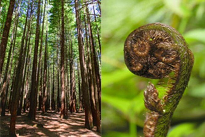 6.5 hour Small-Group Rotorua Naturally Shore Excursion - Tauranga - A Detailed Breakdown of the Itinerary