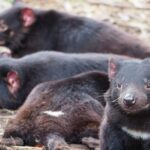 6-Days Discovery Tour of Tasmania - Comfort Style - Real Traveler Feedback: What People Love and Notice