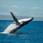 7 Hours Off Peak Whale Shark and Ningaloo Reef Tour in Exmouth - Who Should Consider This Tour?