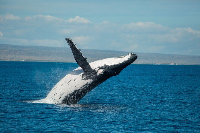 7 Hours Off Peak Whale Shark and Ningaloo Reef Tour in Exmouth - Who Should Consider This Tour?