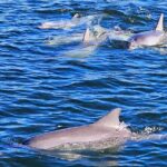 90 Minute Port River Dolphin & Ships Graveyard Cruise - What It Means for Travelers