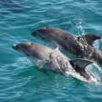 90 minute wildlife and scenic cruise - Who Should Consider This Tour?