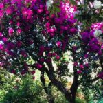 A 2 hour Small Group Dunedin City Highlights Tour - What’s Included and How It Works