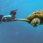 A Cook Islands Turtle Tour - small groups, premium experience - Why This Tour Offers Good Value