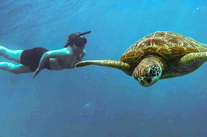 A Cook Islands Turtle Tour - small groups, premium experience - Why This Tour Offers Good Value