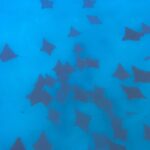 A Turtle Tour on Rarotonga - small groups, premium experience - The Reviews – Real Travelers Speak