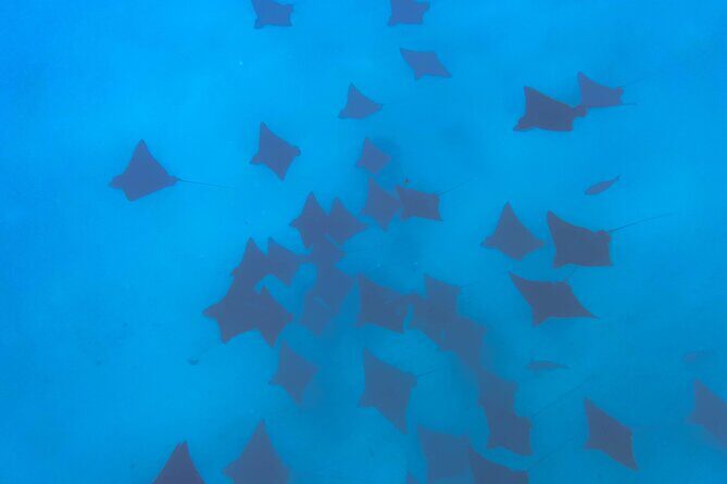 A Turtle Tour on Rarotonga - small groups, premium experience - The Reviews – Real Travelers Speak