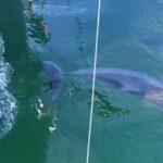 Adelaide: 4-Hour Swimming with Dolphins Experience - Final Thoughts: Is It Worth It?