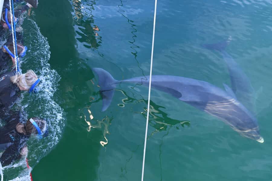 Adelaide: 4-Hour Swimming with Dolphins Experience - Final Thoughts: Is It Worth It?