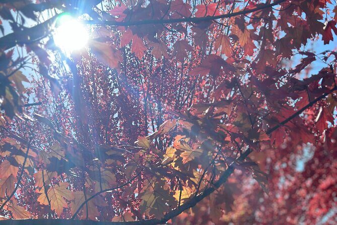 Adelaide City Highlights via Hahndorf Half-Day Tour - Pricing and Value