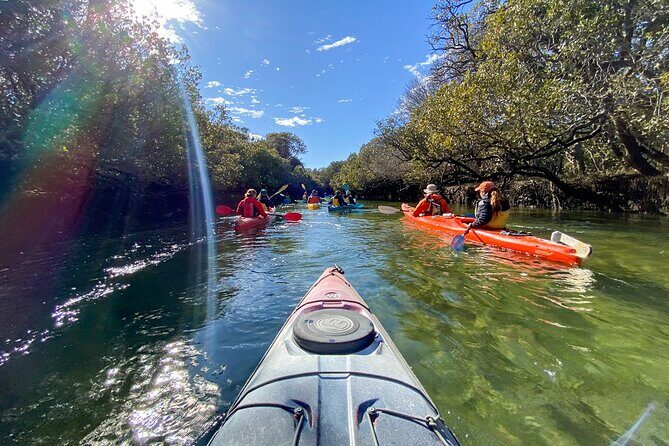 Adelaide Dolphin Sanctuary and Ships Graveyard Kayak Tour - Wildlife and Nature