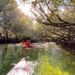 Adelaide Dolphin Sanctuary Mangroves Kayaking Tour - The Experience: What Past Guests Say
