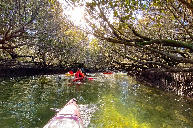 Adelaide Dolphin Sanctuary Mangroves Kayaking Tour - The Experience: What Past Guests Say
