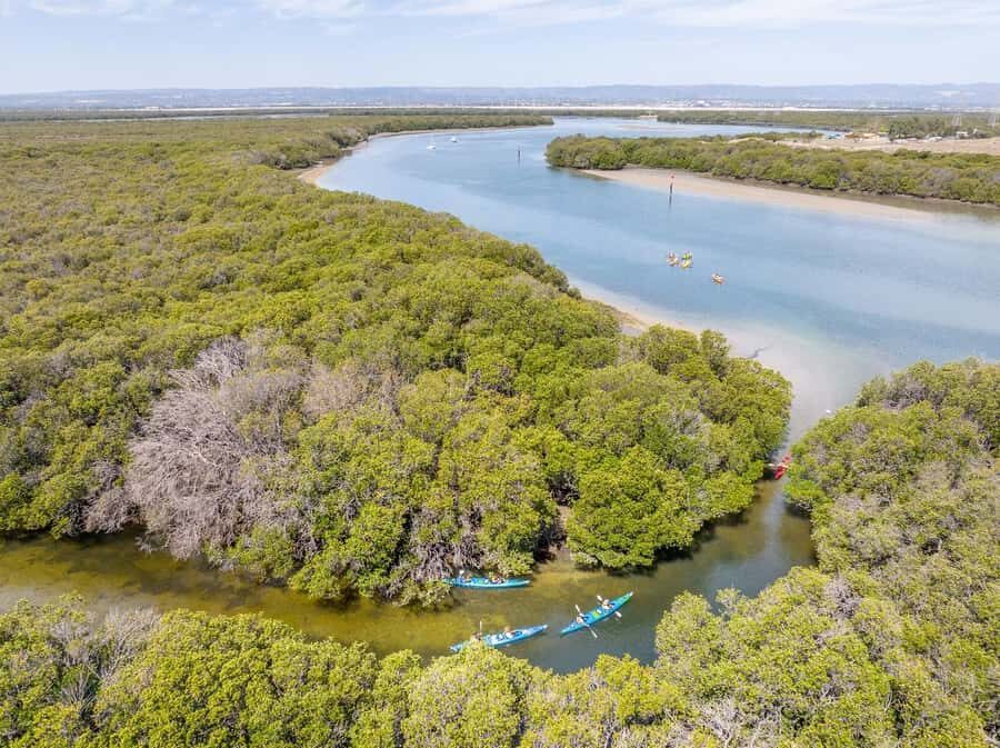 Adelaide: Dolphin Sanctuary Single or Double Kayak Rental - What makes this experience appealing?