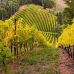 Adelaide Hills Divine Wine Tour - Wine Tasting at Howard Vineyard