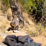 Adelaide: Rock Climbing and Abseiling Experience in Morialta - What to Expect from the Tour