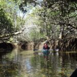 Adelaide: Twilight Mangrove Creek Kayak Tour - Value and Practicalities