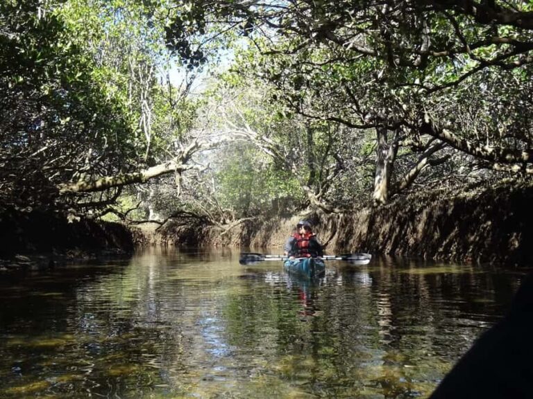 Adelaide: Twilight Mangrove Creek Kayak Tour - Value and Practicalities