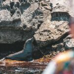 Adventure Rottnest Tour with Ferry & Adventure Cruise - The Experience: What Travelers Are Saying