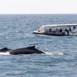 Adventure Whale Watching Tour Mooloolaba - Itinerary Breakdown and Key Stops