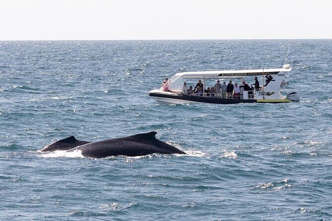 Adventure Whale Watching Tour Mooloolaba - Itinerary Breakdown and Key Stops