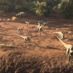 Age of Dinosaurs Museum Half Day Guided Transfer from Winton - In-Depth Look at the Tour Experience