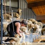 Agrodome Farm Experience including Farm Show and Farm Tour - Rotorua - What to Expect: The Itinerary Breakdown
