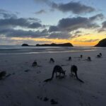 Airlie Beach: Kangaroos on the Beach at Dawn - What This Tour Means for You