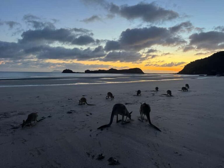Airlie Beach: Kangaroos on the Beach at Dawn - What This Tour Means for You