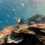 Airlie Beach: Outer Great Barrier Reef Snorkeling Day Trip - Why Choose This Tour? The Highlights