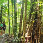 Airlie Waterfalls & Rainforest Bushwalk Eco Adventure - Detailed Breakdown of the Itinerary