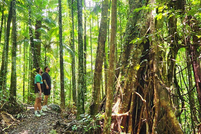 Airlie Waterfalls & Rainforest Bushwalk Eco Adventure - Detailed Breakdown of the Itinerary