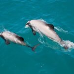 Akaroa: Dolphin Nature Cruise - Encountering Akaroa’s Marine Life