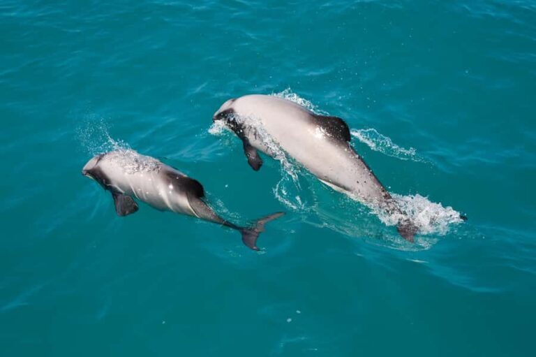Akaroa: Dolphin Nature Cruise - Encountering Akaroa’s Marine Life